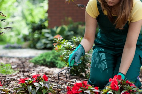 Professional gardeners working on garden maintenance in Norwood.