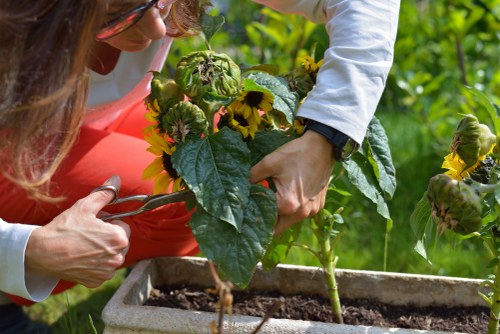 Garden maintenance crew pruning and checking plant health in Norwood